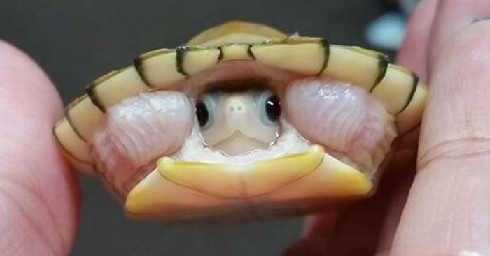 Let’s Celebrate Ninja Day By Posting Pics Of Turtles And Tortoises (61 Pics)