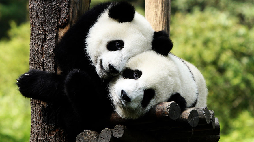 Pandas In Love Are More Likely To Have Babies Pandas In Love Are More Likely To Have Babies