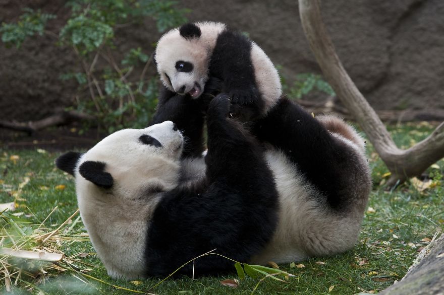 Pandas In Love Are More Likely To Have Babies Pandas In Love Are More Likely To Have Babies