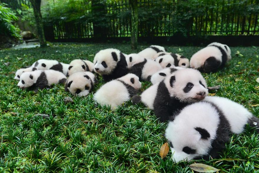 Pandas In Love Are More Likely To Have Babies Pandas In Love Are More Likely To Have Babies