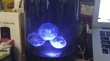 pet-jellyfish-art-led-aquarium-gif-1 pet-jellyfish-art-led-aquarium-gif-1