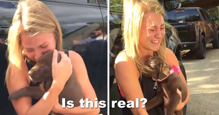 Guy Proposes To His Girlfriend With A Puppy And She Just Can’t Hold Her Emotions