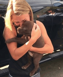 puppy-proposal-ring-collar-shelby-turner-gif-11