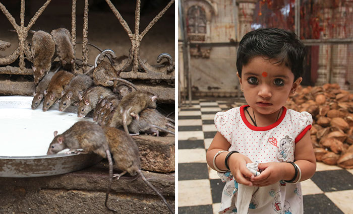 20,000 Rats Temple In India That I Visited Despite My Hygiene Worries