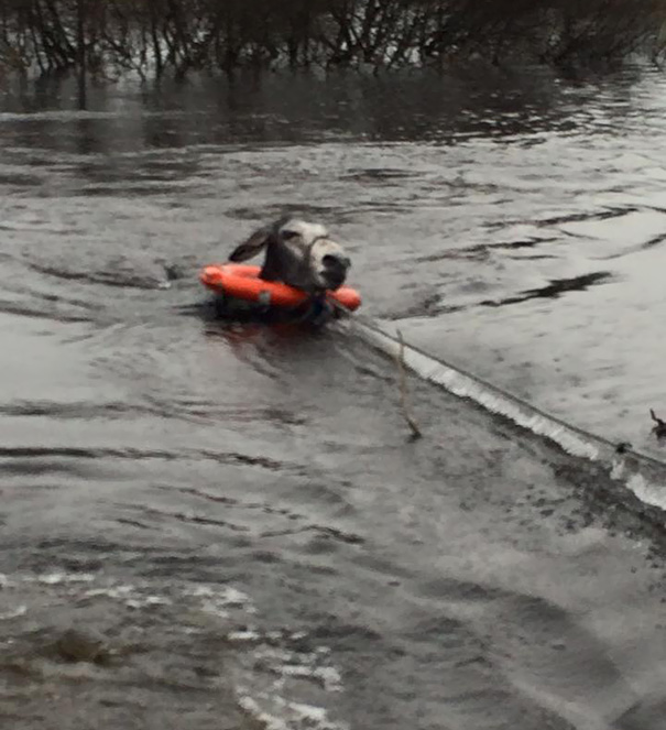 rescued-donkey-smiling-fall-river-flood-mike-ireland-3 rescued-donkey-smiling-fall-river-flood-mike-ireland-3