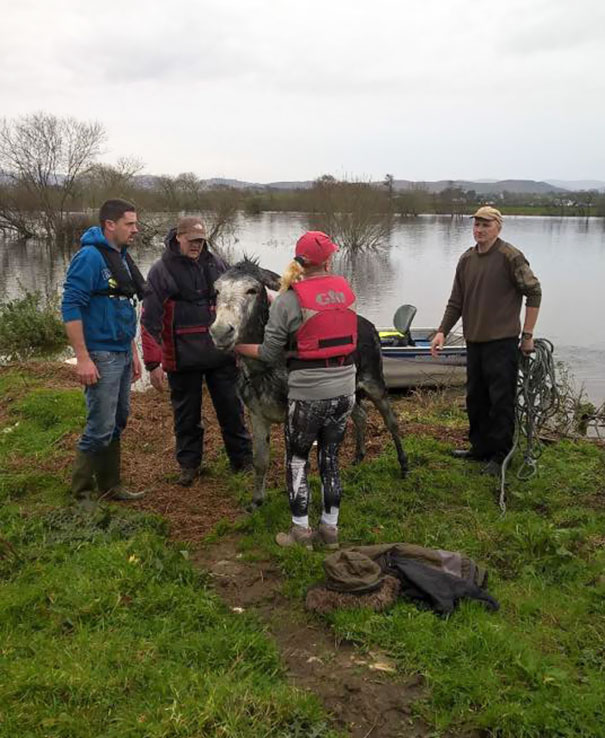 rescued-donkey-smiling-fall-river-flood-mike-ireland-56 rescued-donkey-smiling-fall-river-flood-mike-ireland-56