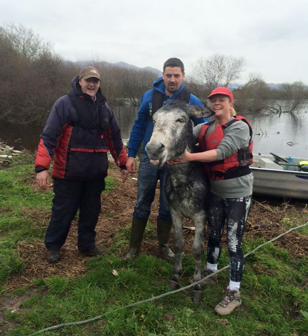 rescued-donkey-smiling-fall-river-flood-mike-ireland-57 rescued-donkey-smiling-fall-river-flood-mike-ireland-57