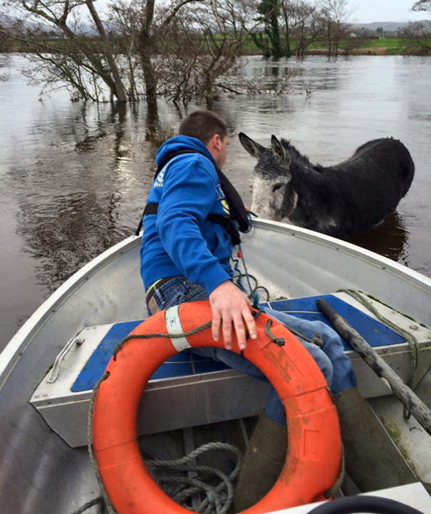 rescued-donkey-smiling-fall-river-flood-mike-ireland-59 rescued-donkey-smiling-fall-river-flood-mike-ireland-59