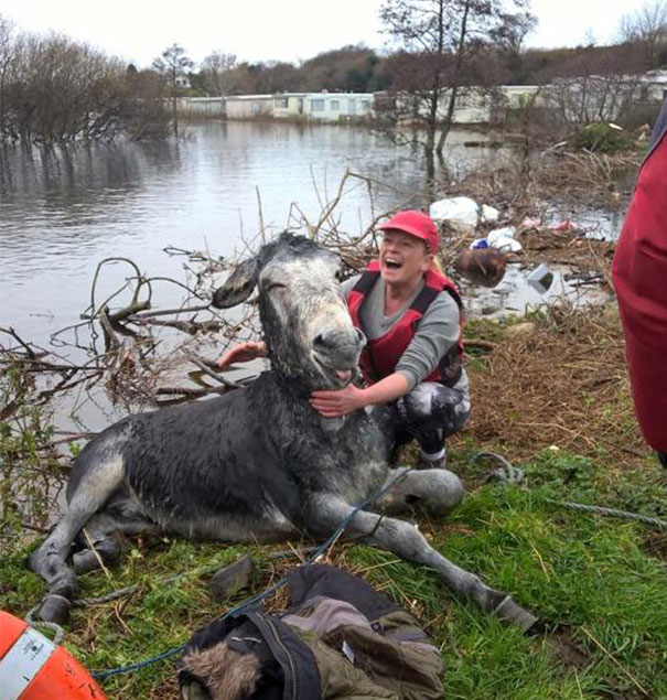 rescued-donkey-smiling-fall-river-flood-mike-ireland-63