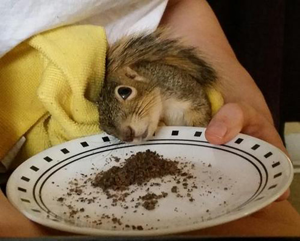 rescued-squirrel-christmas-tree-3-7 rescued-squirrel-christmas-tree-3-7