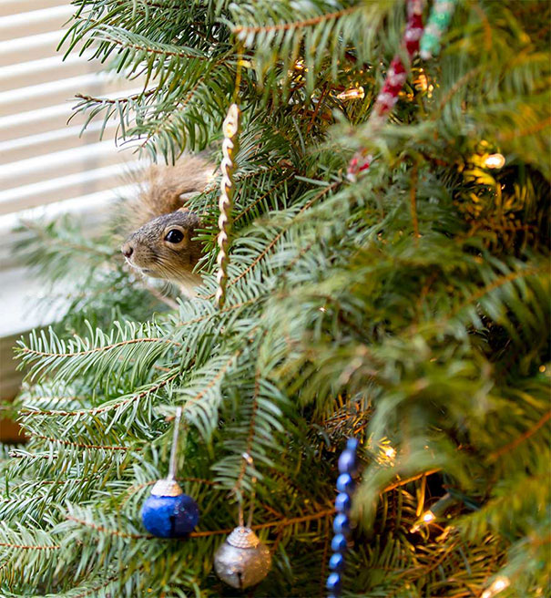 rescued-squirrel-christmas-tree-5 rescued-squirrel-christmas-tree-5
