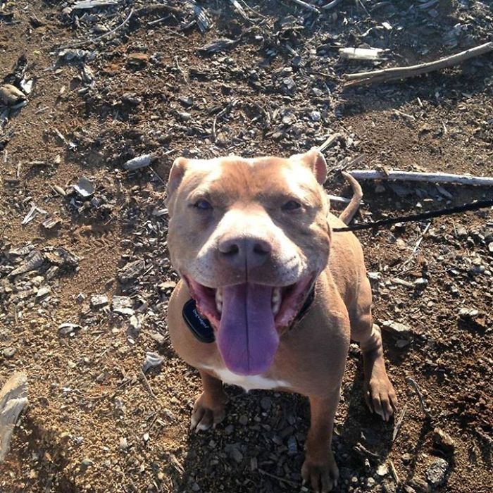 Sam The Dog Has Spent A Year In A Shelter And Dreams Of Moving Out