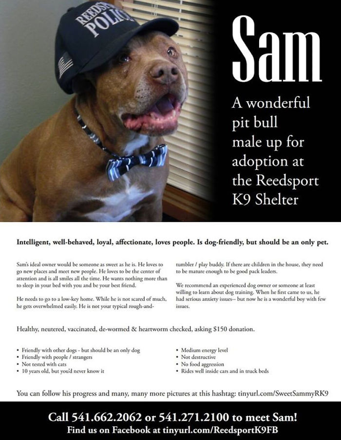 Sam The Dog Has Spent A Year In A Shelter And Dreams Of Moving Out Sam The Dog Has Spent A Year In A Shelter And Dreams Of Moving Out