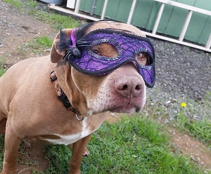 Sam The Dog Has Spent A Year In A Shelter And Dreams Of Moving Out