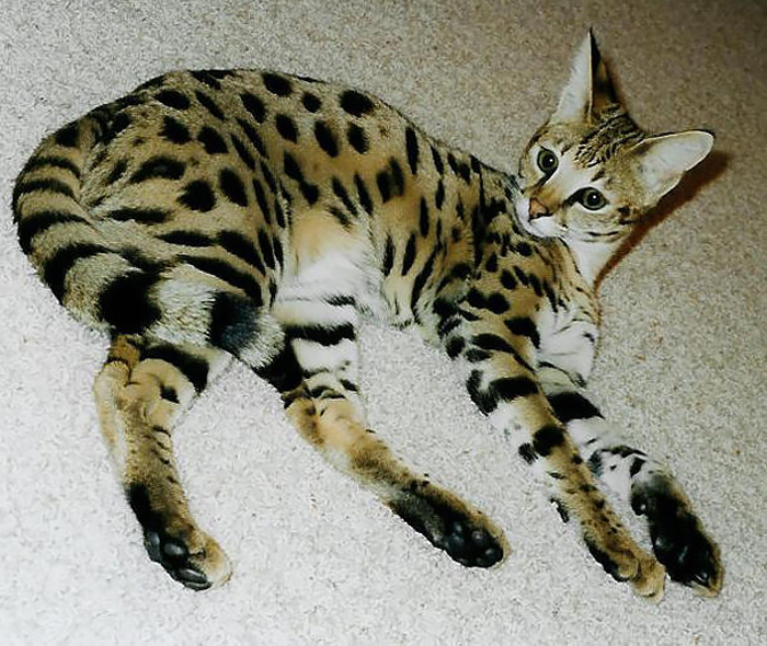 A unique hybrid animal with spotted fur, resembling a wild cat, lying on a light-colored carpet.
