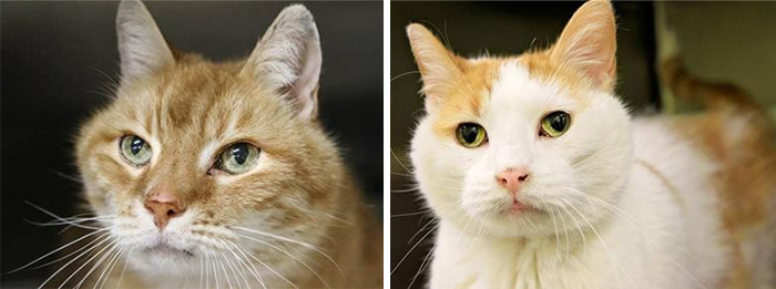 shelter-cat-adopted-max-mojo-2