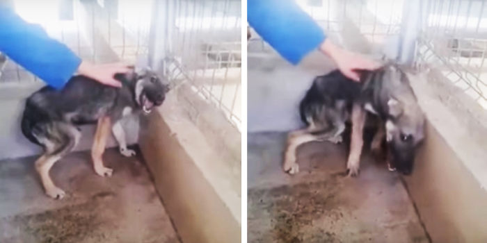 Abused Dog Petted For The First Time (Don’t Watch With Sound If You’re Sensitive)