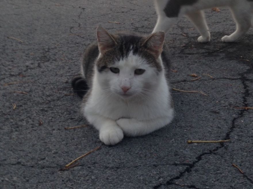 Socializing Feral Cats