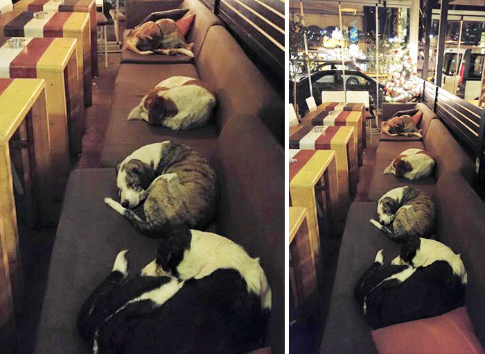 This Coffee Shop Lets Stray Dogs Sleep Inside Every Night When The Customers Leave