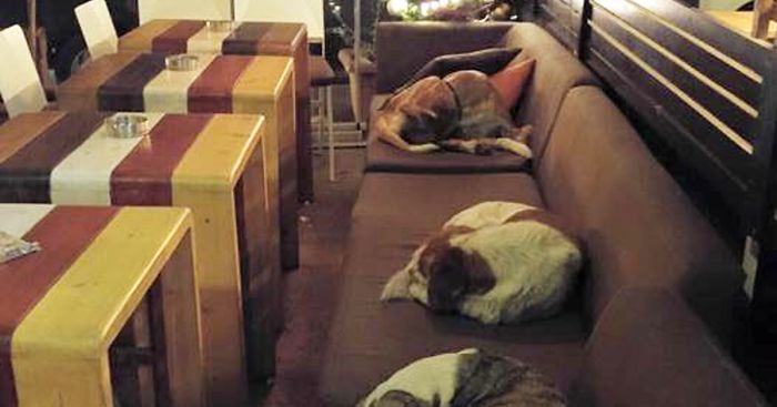 This Coffee Shop Lets Stray Dogs Sleep Inside Every Night When The Customers Leave