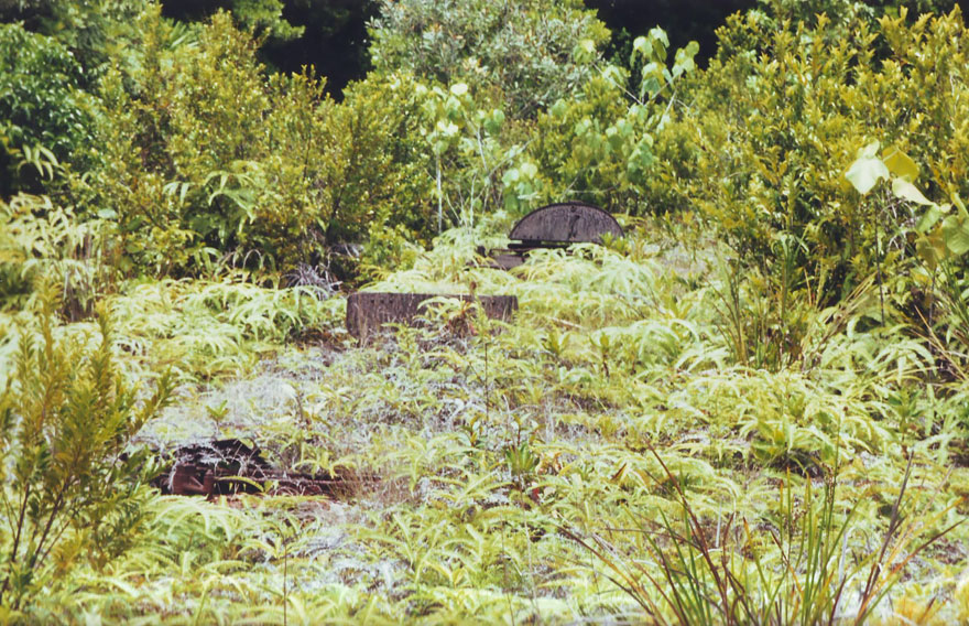 Tank Taken Over By Nature