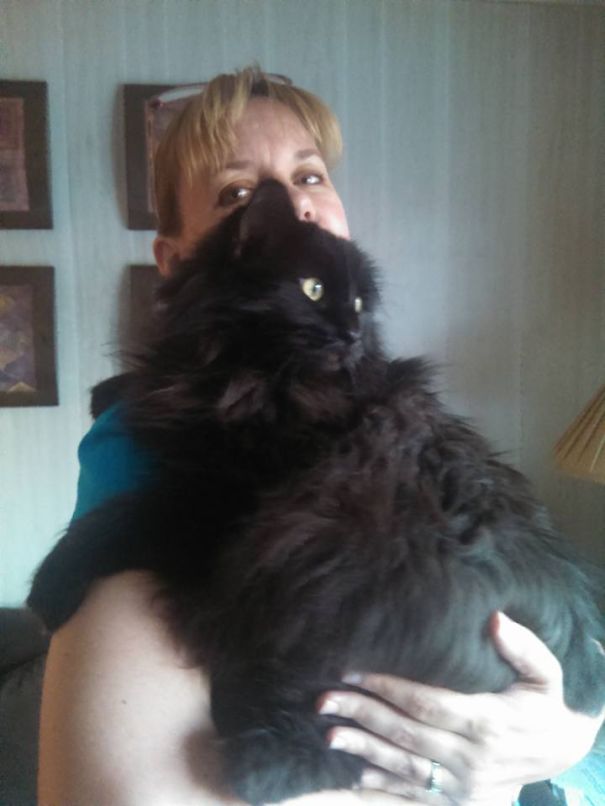 Person holding a large fluffy black Maine C**n cat with bright eyes in a cozy indoor setting.