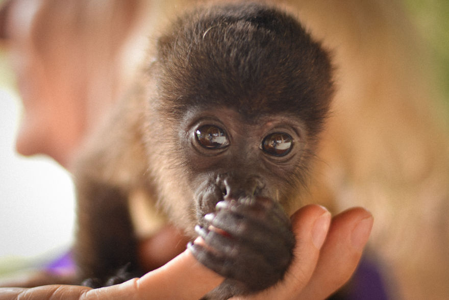 This Baby Monkey Taught Me A Lesson About The Purity We Don’t See In Humans This Baby Monkey Taught Me A Lesson About The Purity We Don’t See In Humans