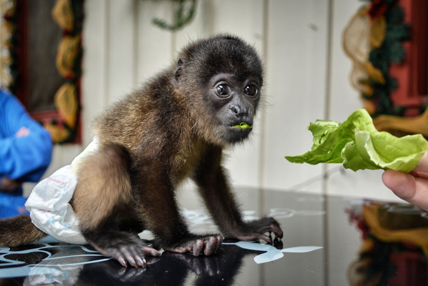 This Baby Monkey Taught Me A Lesson About The Purity We Don’t See In Humans This Baby Monkey Taught Me A Lesson About The Purity We Don’t See In Humans