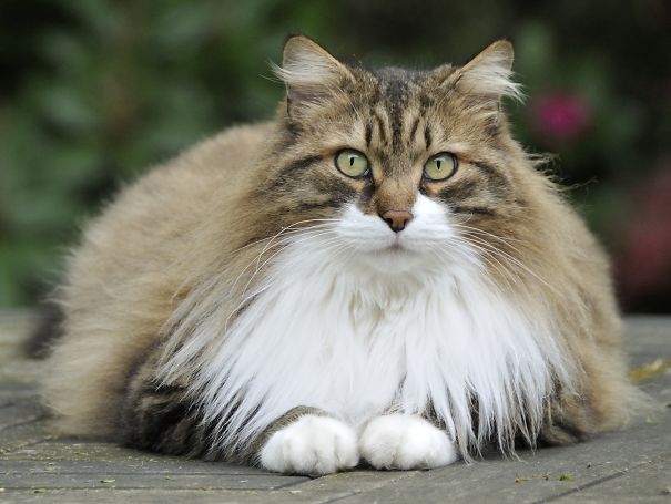 Maine C**n cat with large fluffy fur and intense green eyes resting outdoors on a wooden surface.