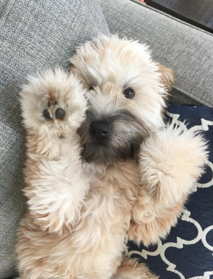 Top 5 Living Teddy Bears On Instagram Top 5 Living Teddy Bears On Instagram