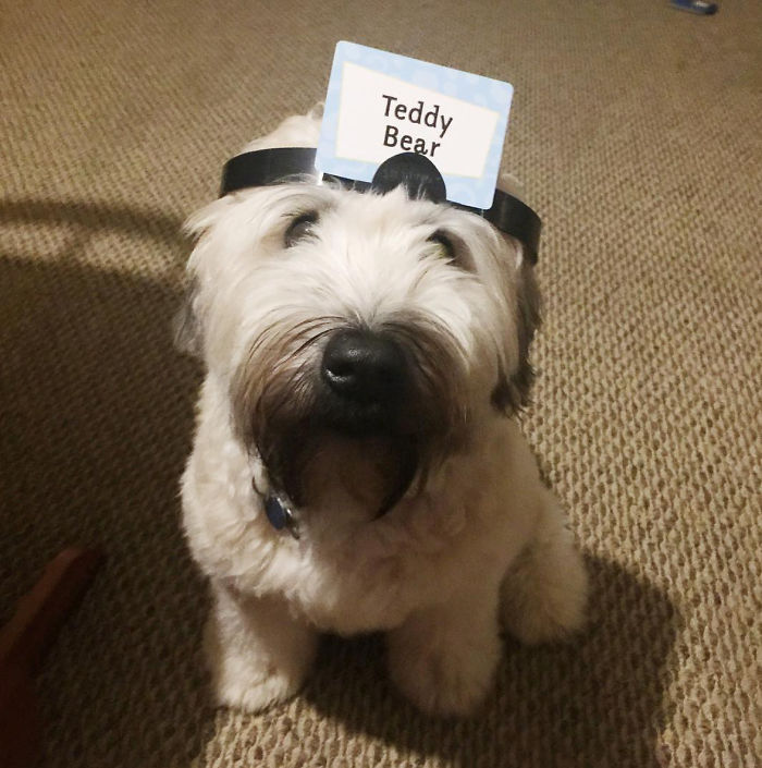 Top 5 Living Teddy Bears On Instagram Top 5 Living Teddy Bears On Instagram