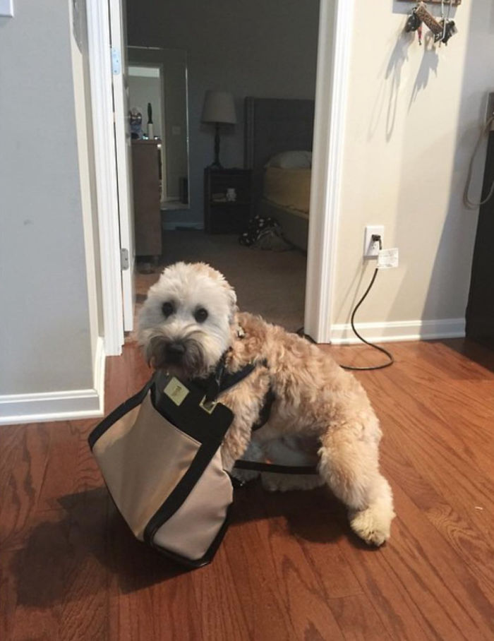 Top 5 Living Teddy Bears On Instagram