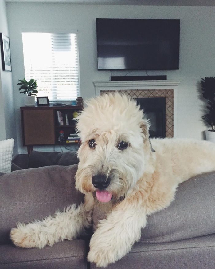 Top 5 Living Teddy Bears On Instagram Top 5 Living Teddy Bears On Instagram