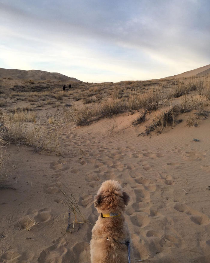 Top 5 Living Teddy Bears On Instagram Top 5 Living Teddy Bears On Instagram