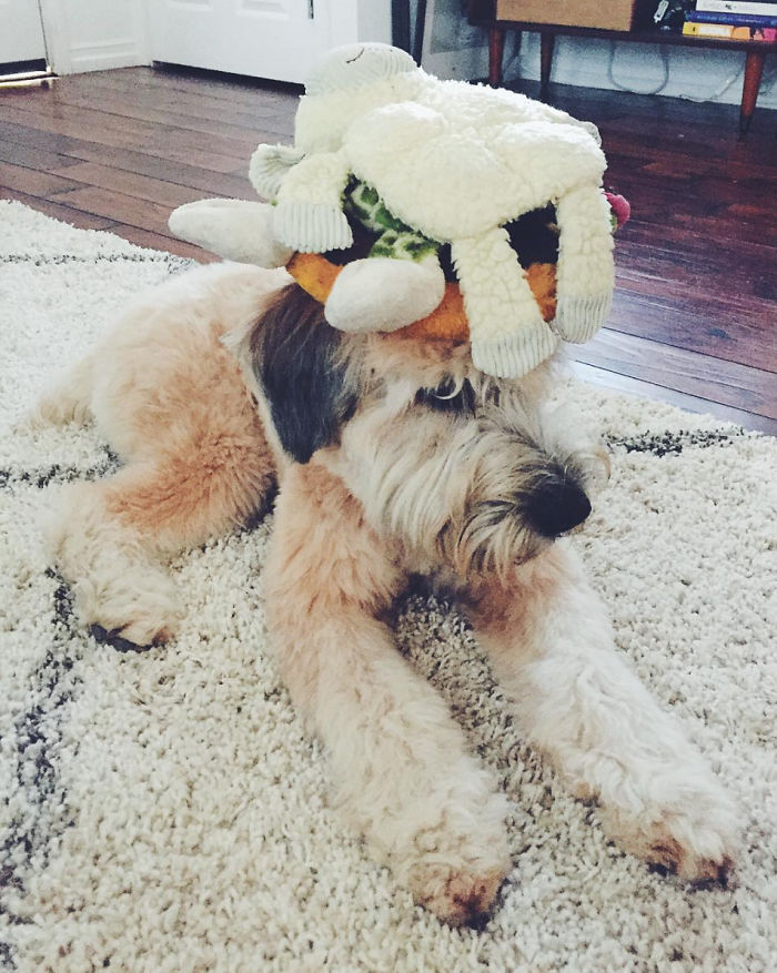 Top 5 Living Teddy Bears On Instagram Top 5 Living Teddy Bears On Instagram