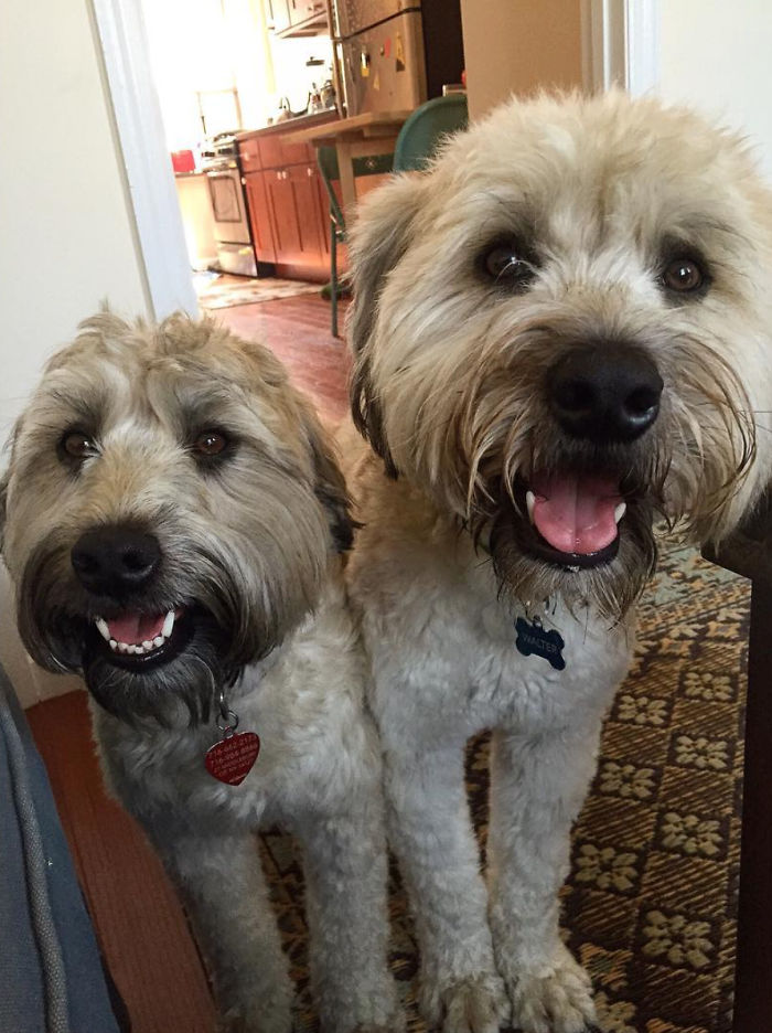 Top 5 Living Teddy Bears On Instagram Top 5 Living Teddy Bears On Instagram