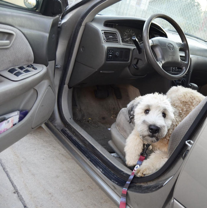 Top 5 Living Teddy Bears On Instagram Top 5 Living Teddy Bears On Instagram