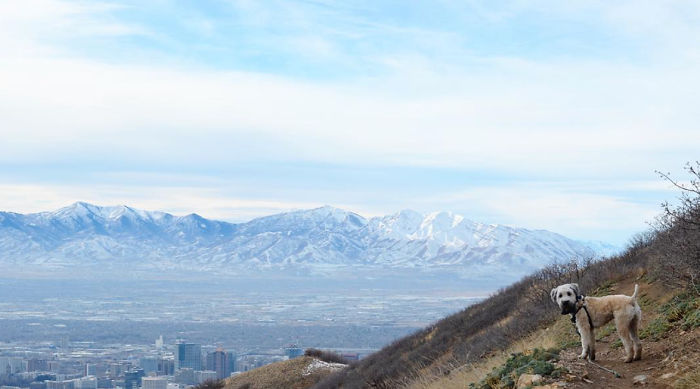 Top 5 Living Teddy Bears On Instagram