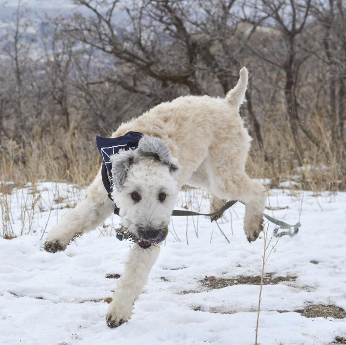 Top 5 Living Teddy Bears On Instagram