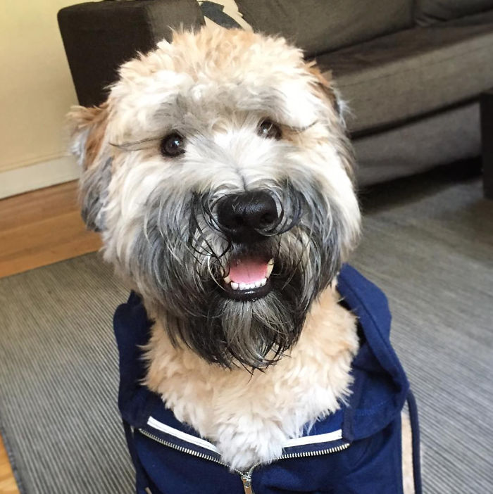 Top 5 Living Teddy Bears On Instagram