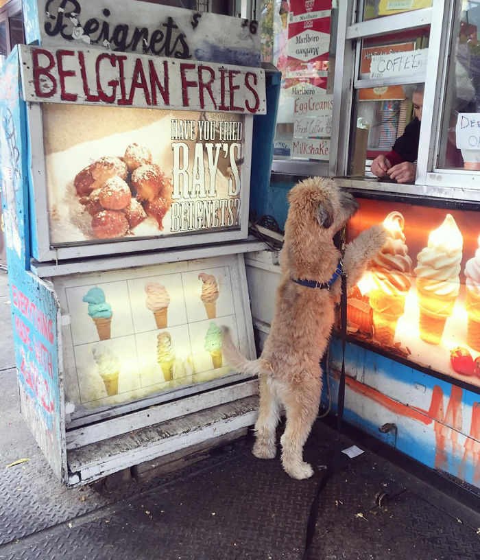 Top 5 Living Teddy Bears On Instagram