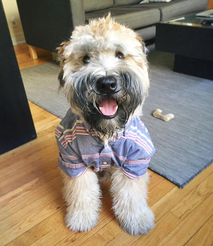 Top 5 Living Teddy Bears On Instagram Top 5 Living Teddy Bears On Instagram