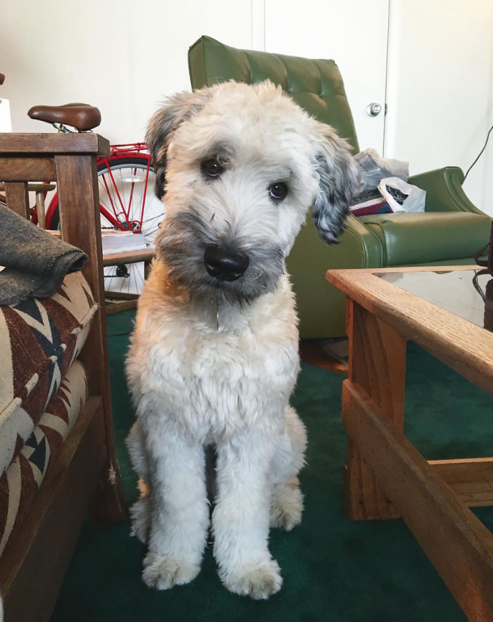 Top 5 Living Teddy Bears On Instagram