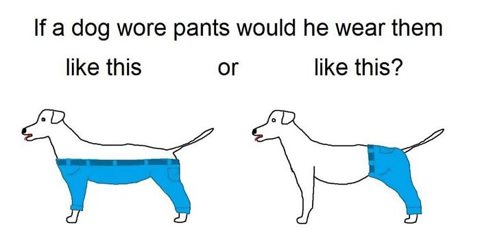 Time For Serious Questions: How A Dog Should Wear Pants?