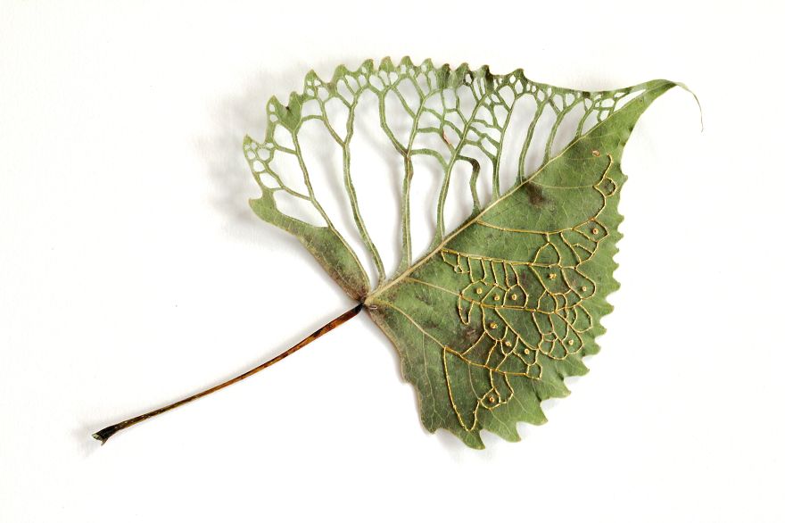 I Transform Leaves Into Art With Embroidery