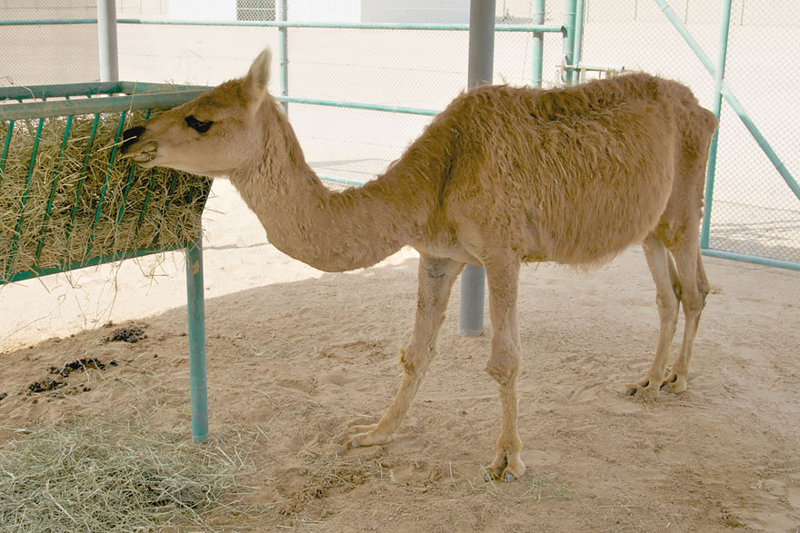 Hybrid animal eating hay in an enclosure.
