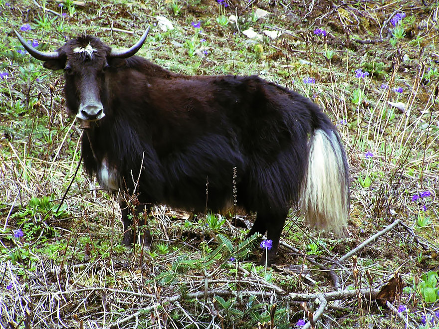 Hybrid animal similar to a yak grazing among wildflowers in a natural landscape.