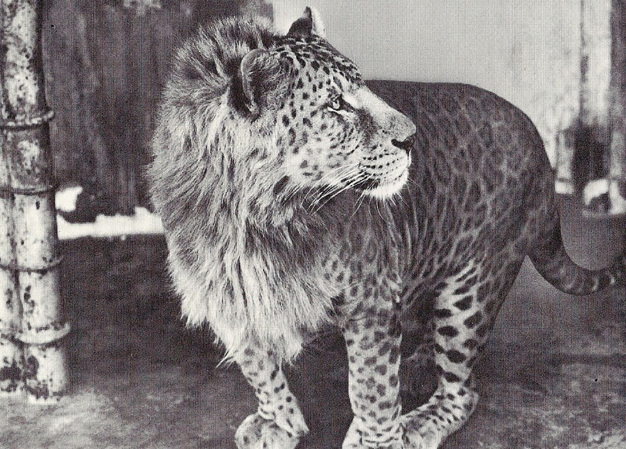 Hybrid animal with features of both a lion and a leopard, showcasing a unique blend of fur patterns in captivity.