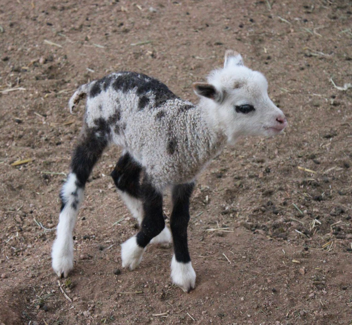 Hybrid animal with unique black and white markings standing on sandy ground.