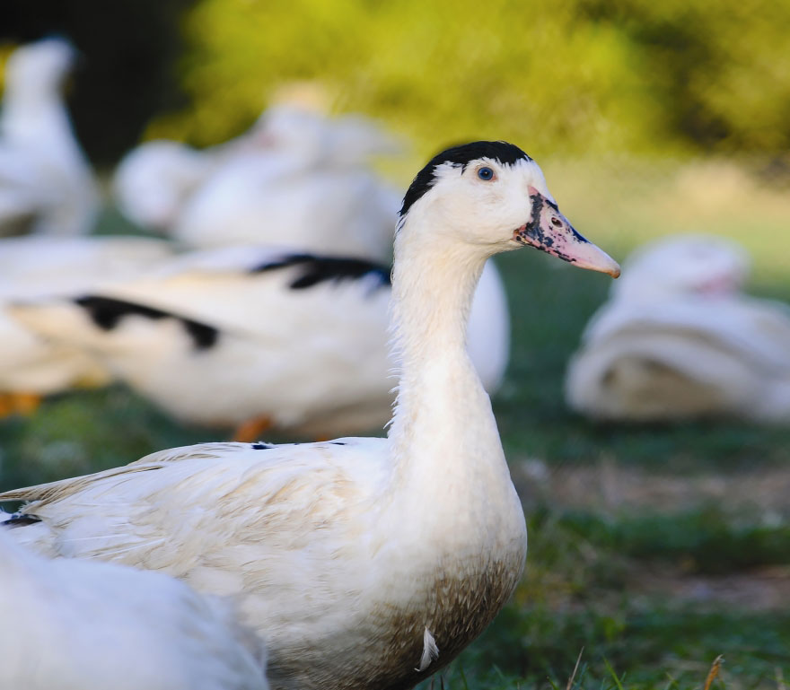 Hybrid animal with duck-like features and unique black markings on a farm setting.